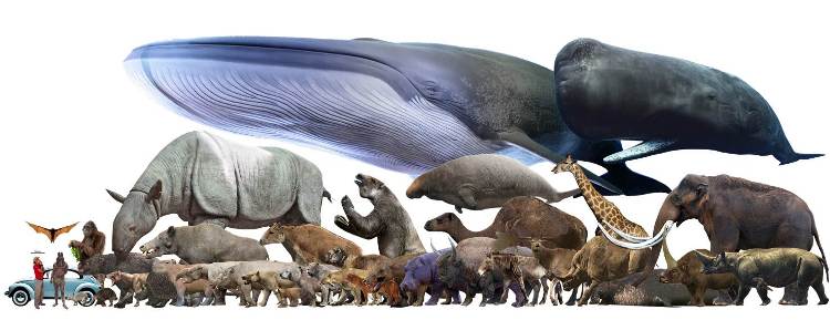 animali più grandi del mondo